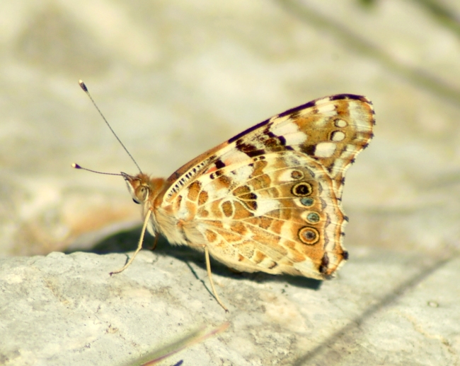 Vanessa cardui